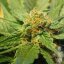 Black Jack Auto – 10 ks autoflowering semien Sweet Seeds