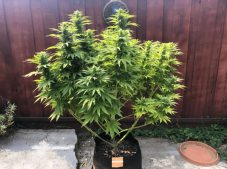 Blimburn Seeds Gorilla G4 feminisierte Samen, 6 St.