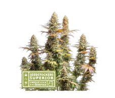 Triton Biscotto Lime - feminized cannabis seeds 5 pcs, Seestockers