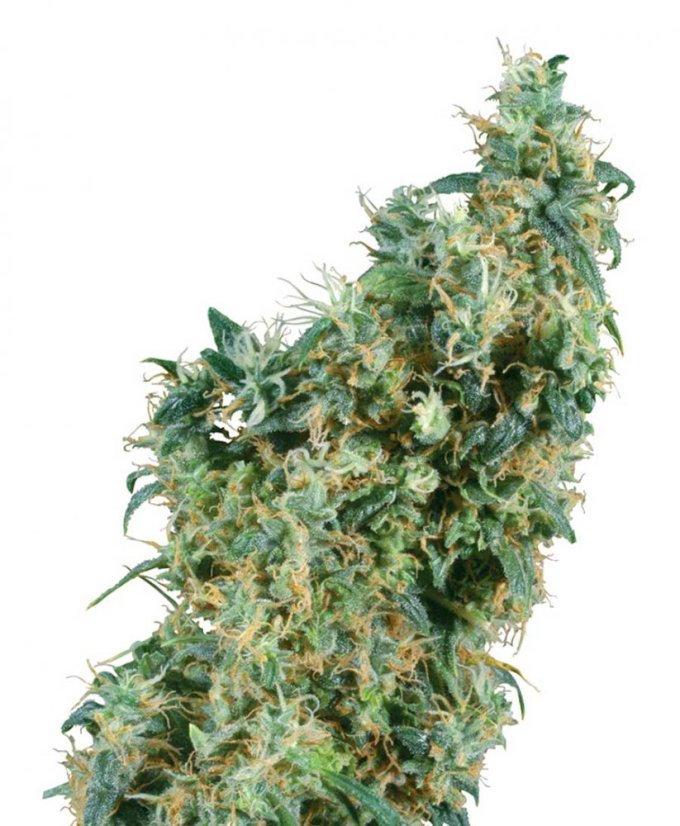 First Lady - reguläre Samen 10 Stück Sensi Seeds