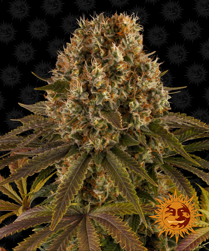 Strawberry Lemonade - feminizowane nasiona marihuany 10 szt Barney´s Farm