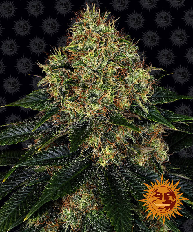 Skywalker OG Auto - Autoflowering Marihuana Samen 10 Stück Barney's Farm