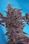 Black Cream Auto - feminisierte und selbstblühende Samen 5 Stück Sweet Seeds