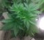 Hindu Kush - семена 10 бр. стандартизирани семена Sensi