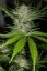 Black D.O.G. - feminizovaná semínka 3ks Humboldt