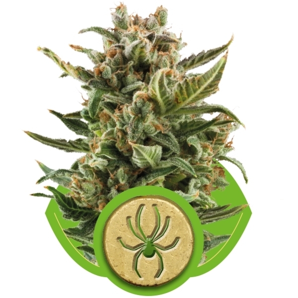 White Widow Automatic - feminized And autoflowering seeds 5 pcs Royal Queen Seeds