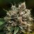 BlueBerry - feminized 3pcs Dutch Passion seeds