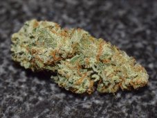 Northern Lights samonakvétací semena 5 ks Seedstockers