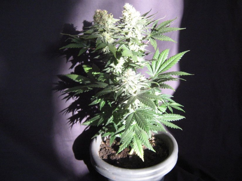 Power Flower - feminizovaná semínka 10 ks Royal Queen Seeds