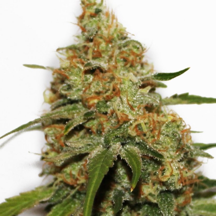 CBD Kush®- feminizované semienka 3 ks Dutch Passion