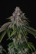 Paradise Seeds Velvet Mist feminizované semená