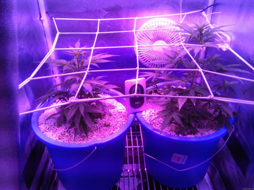 Auto White Berry - feminizovaná a samonakvétací semínka 10ks Paradise Seeds