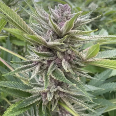 Big Mike's Genetics Trop Cherry Hydrox feminizovaná semena, 3 ks