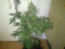 Tangerine Dream - 10 nasion feminizowanych Barney Farm