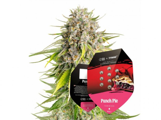Punch Pie - feminized 3pcs Royal Queen Seeds x Mike Tyson