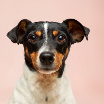 Wie ist CBD für Ihre Haustiere nützlich? - Teil 1: HUNDE