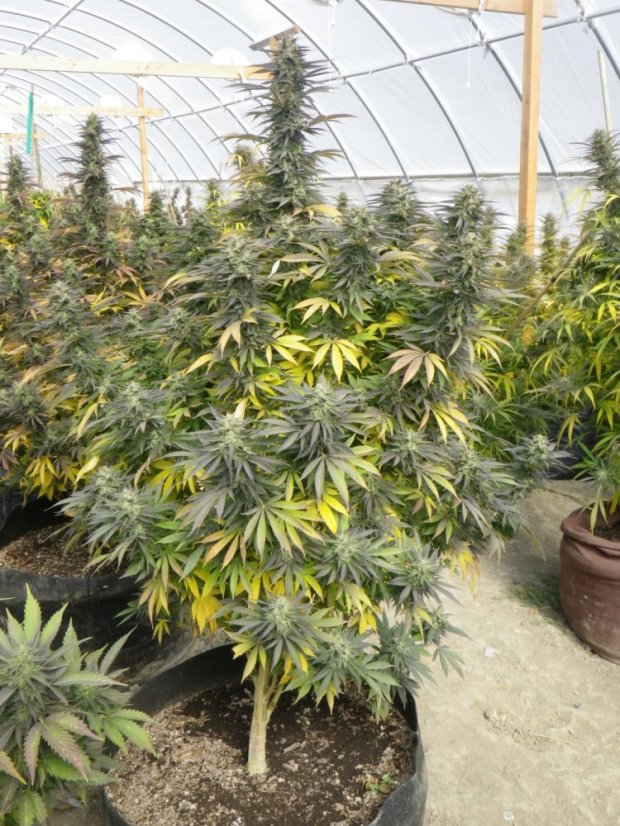 Chemdawg - feminizovaná semínka 5ks Humboldt