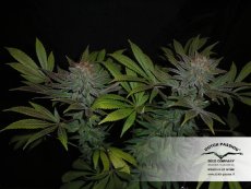 Skywalker 5 ks (feminizované semená) Dutch Passion