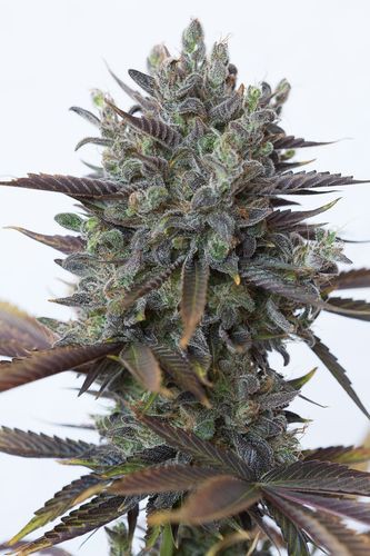 Purple Orange CBD - feminizovaná semínka 3 ks Dinafem