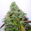 White Berry 5 ks, feminizované semená Paradise Seeds