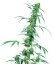 Fruity Juice - standardized seeds 10 pcs Sensi Seeds