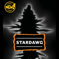 Seedstockers Stardawg feminizované semienka