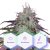 CBD Blueberry (1:16) - feminized seeds 10 pcs Cannapio