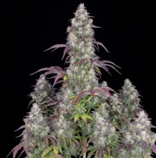 Lemon Pie Auto - autoflowering Samen 5 Stück Fast Buds