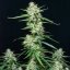 Sirup auto - feminizované semená, 3 ks, Buddha Seeds