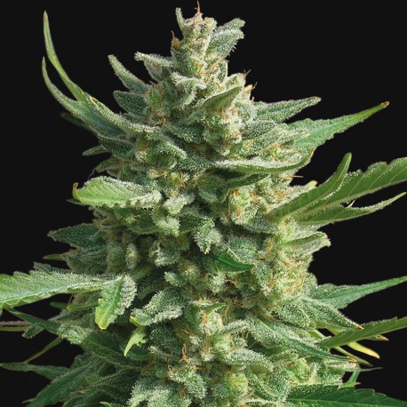 Critical Kush – feminizovaná semena 3 ks Barney´s Farms