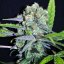 Shark Shock CBD - feminized seeds 3pcs Dinafem