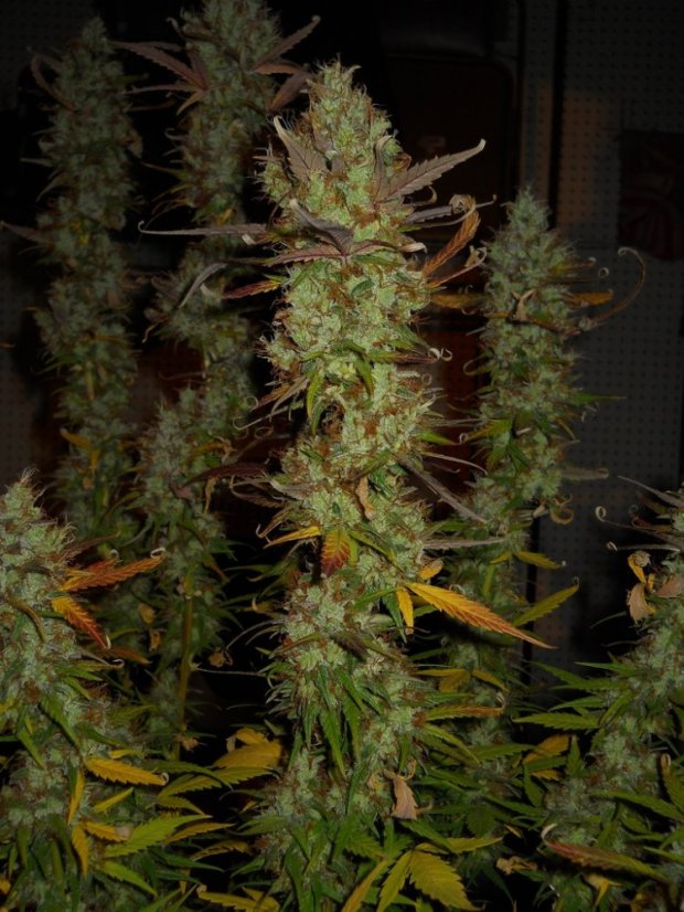 Sensi Star - 10 ks feminizovaná semena Paradise Seeds