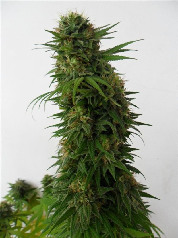 Snow Bud - feminizovaná semena 10 ks Dutch Passion