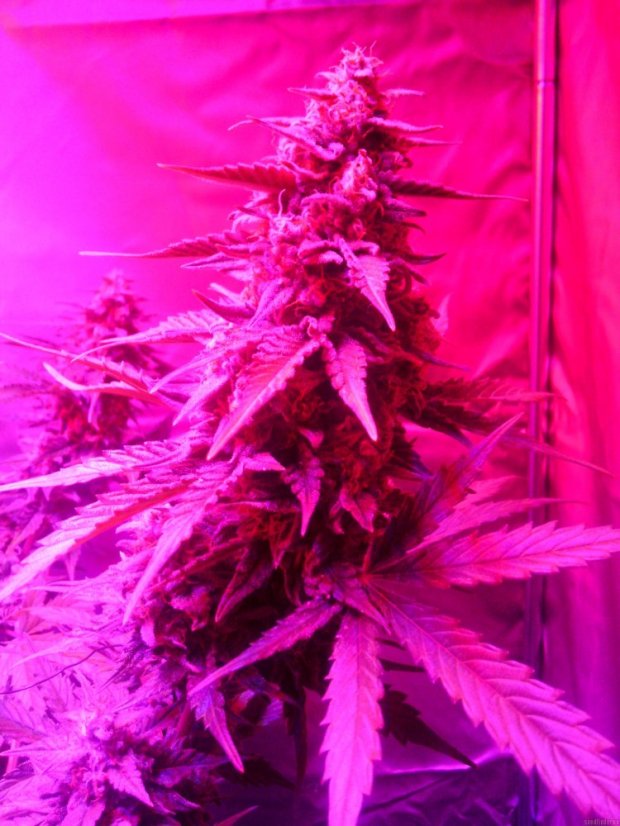 Royal Cheese Automatic - samonakvétací semínka 5 ks Royal Queen Seeds