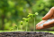 Growing Cannabis with PGR: Is it Safe?