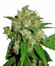 Sensi Skunk Feminizowane Nasiona - 5