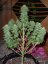California HashPlant 10 ks feminizované semienka Dinafem