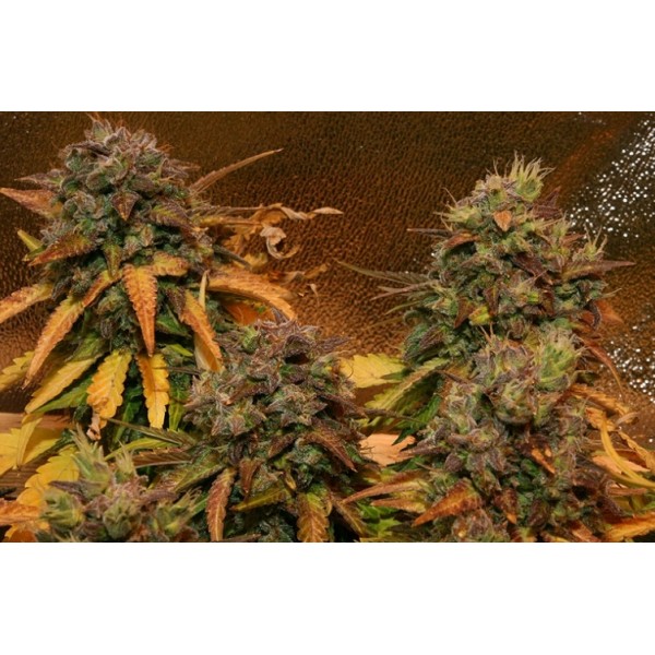 Sweet Trainwreck Auto - feminizovaná a samonakvétací semínka 5ks Sweet Seeds