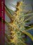 Sweet Trainwreck Auto - feminizované a autoflowering semienka 3ks Sweet Seeds