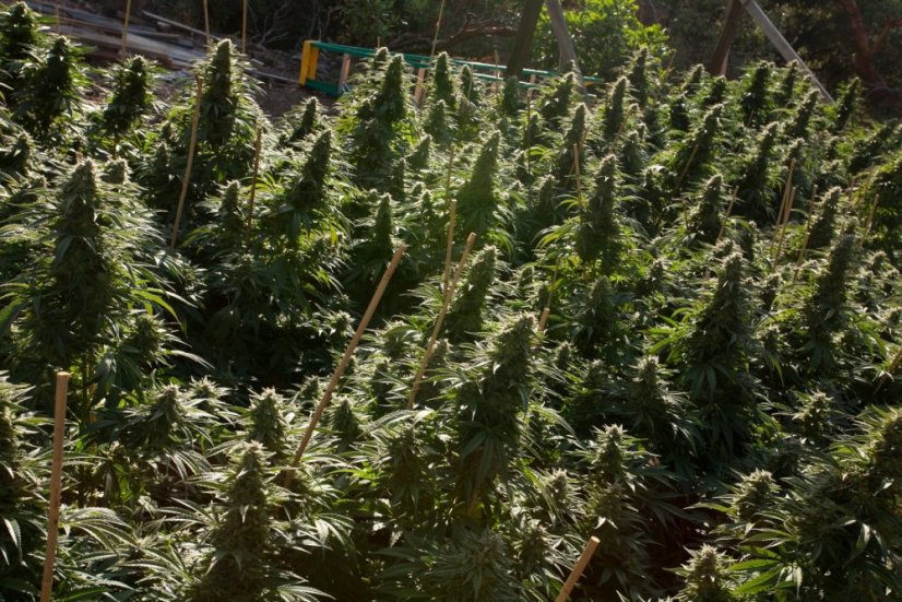 Chemdawg - feminizovaná semienka 5ks Humboldt