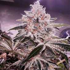 Ethos Genetics Ethos Apex R1 feminisierte Samen