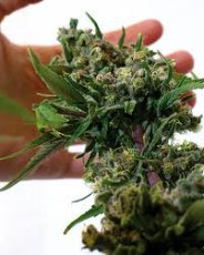 Blue Cheese - feminized seeds 5 pcs Barney's Farm