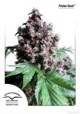 Frisian Duck® - feminized 3pcs Dutch Passion seeds