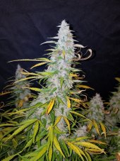 Californian Snow Auto - automatycznie kwitnące nasiona marihuany 5 szt Fast Buds