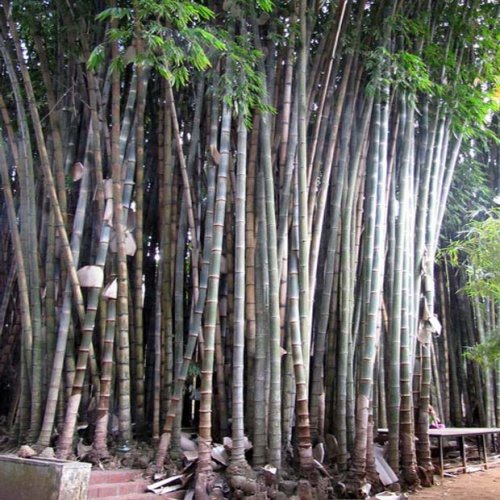 Bambus obří ( Dendrocalamus giganteus ) 3 semena