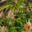 Pink Kush - feminizowane nasiona marihuany 5 szt Barney's Farm