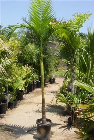 Palma Královská (rostlina: Archontophoenix cunninghamiana) 4 semena