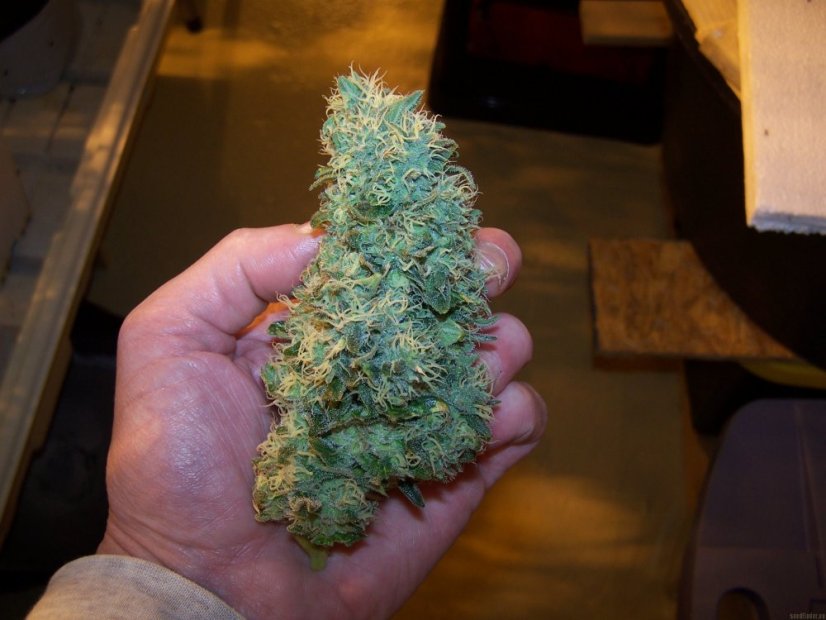 Cream Caramel – feminizované semienka 10ks Sweet Seeds