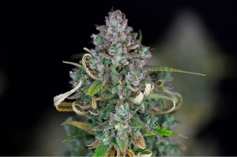 Zkittlez Auto - samonakvétacie semienka konope 10ks, Seedsman