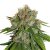 Amnesia self-flowering seeds 3 pcs Seedstockers